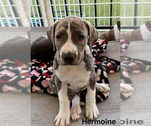 American Pit Bull Terrier-American Staffordshire Terrier Mix Dogs for adoption in Cave Creek, AZ, USA