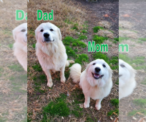 Mother of the Great Pyrenees puppies born on 10/20/2023