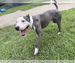 Small #4 American Pit Bull Terrier Mix