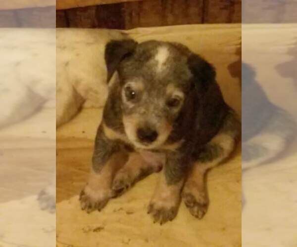 Medium Photo #5 Texas Heeler Puppy For Sale in PAOLA, KS, USA