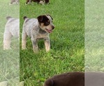 Small Photo #3 Australian Cattle Dog Puppy For Sale in DOWNING, WI, USA