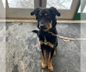 English Shepherd-Unknown Mix Dogs for adoption in Anchorage, AK, USA