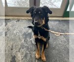 Small Photo #1 English Shepherd-Unknown Mix Puppy For Sale in Anchorage, AK, USA