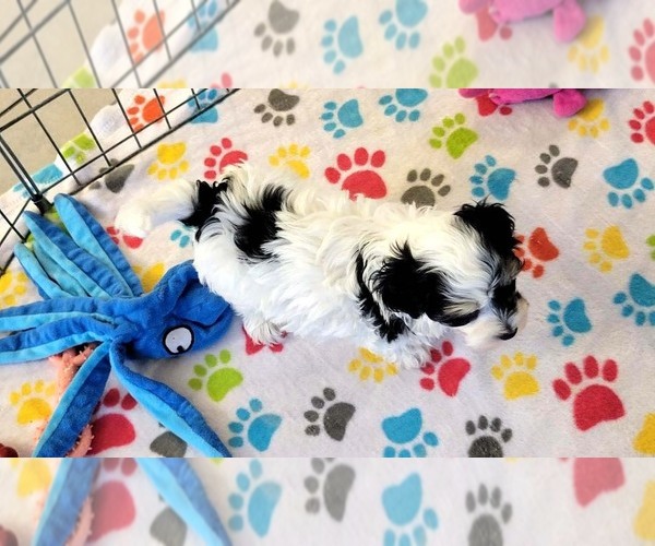 Medium Photo #3 Havanese Puppy For Sale in ORO VALLEY, AZ, USA