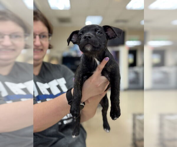 Medium Photo #2 Boston Terrier-Unknown Mix Puppy For Sale in Mundelein, IL, USA