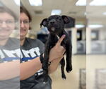 Small #1 Boston Terrier Mix