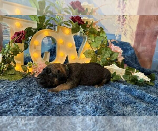 Medium Photo #1 Cane Corso Puppy For Sale in OOLOGAH, OK, USA