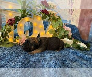 Cane Corso Puppy for sale in OOLOGAH, OK, USA