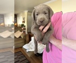 Small #5 Labrador Retriever