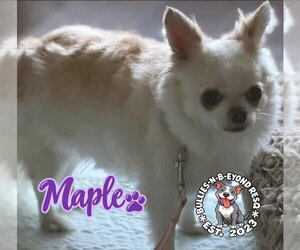 Maple - Female Chihuahua Dog for Adoption - Photo #2