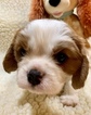 Small Photo #9 Cavalier King Charles Spaniel Puppy For Sale in LEICESTER, NC, USA