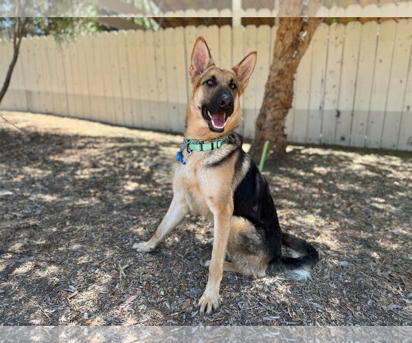 Medium Photo #2 German Shepherd Dog Puppy For Sale in San Diego, CA, USA