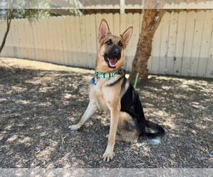 Ross - Male German Shepherd Dog Dog for Adoption - Photo #2