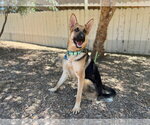 Small #1 German Shepherd Dog
