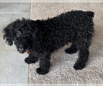 Small Photo #2 Poodle (Miniature) Puppy For Sale in DUNDEE, OH, USA