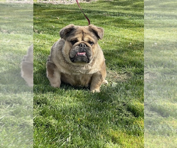 Medium Photo #3 English Bulldog Puppy For Sale in LANCASTER, CA, USA