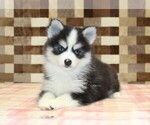 Small #1 Pomsky