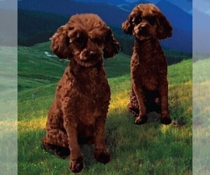 Father of the Poodle (Toy) puppies born on 04/07/2025