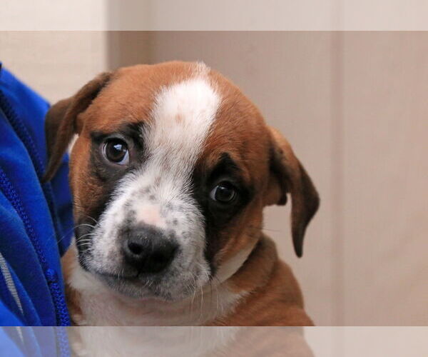 Medium Photo #1 Mutt Puppy For Sale in Sequim, WA, USA