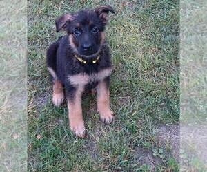 German Shepherd Dog Puppy for Sale in BRIDGEWATER, New Hampshire USA