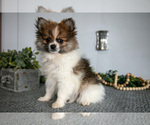 Puppy Abbi Pomeranian