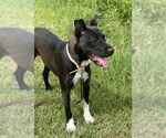 Small #4 Labrador Retriever Mix