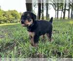 Small Photo #4 Airedale Terrier Puppy For Sale in MOUNT JULIET, TN, USA