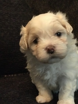 Medium Photo #1 Zuchon Puppy For Sale in PUTNAM, CT, USA