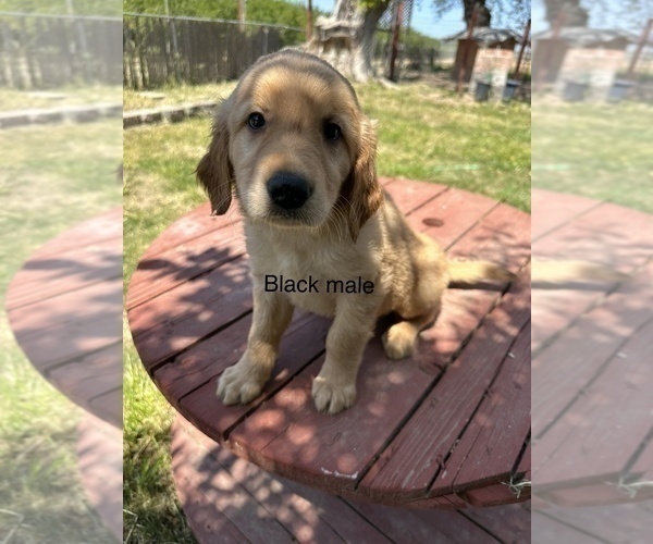 Medium Photo #1 Golden Retriever Puppy For Sale in MADERA, CA, USA