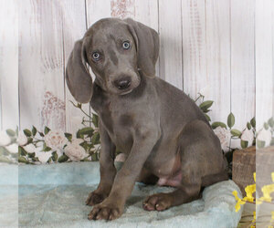 Weimaraner Puppy for sale in PENNS CREEK, PA, USA