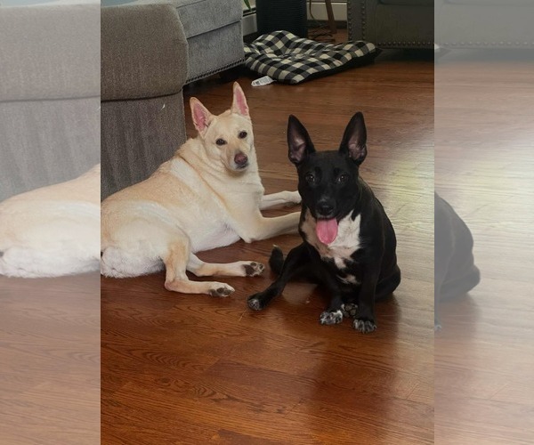 Medium Photo #8 Feist Terrier-Unknown Mix Puppy For Sale in Westwood, NJ, USA