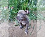 Puppy Puppy 4 melania American Pit Bull Terrier