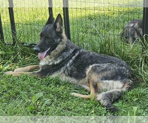Mother of the German Shepherd Dog puppies born on 07/19/2026