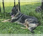 Small Photo #1 German Shepherd Dog Puppy For Sale in EOLIA, MO, USA