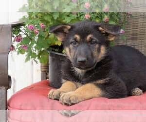 German Shepherd Dog Puppy for sale in FREDERICKSBG, OH, USA