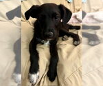 Small #8 Chi-Poo (Miniature)
