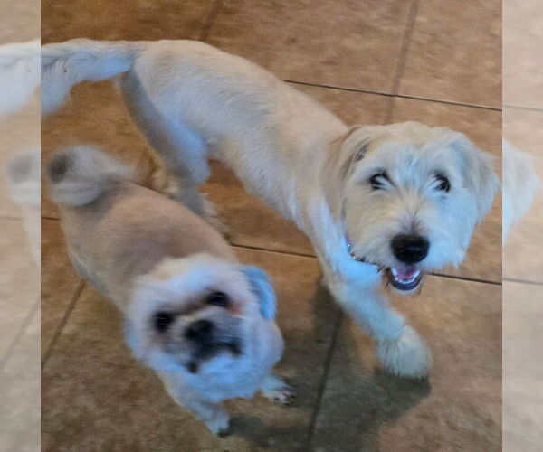 Medium Photo #2 Maltipoo Puppy For Sale in San Antonio, TX, USA