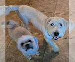 Small #1 Maltipoo