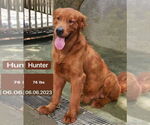 Small #4 Golden Retriever