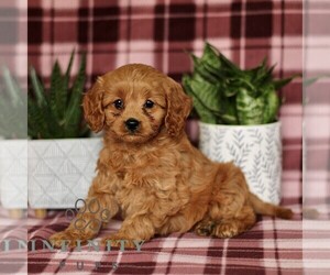 Cavapoo Puppy for sale in PARADISE, PA, USA