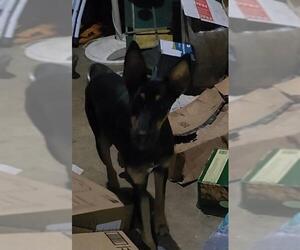 Doberman Pinscher-Unknown Mix Dogs for adoption in San Antonio, TX, USA
