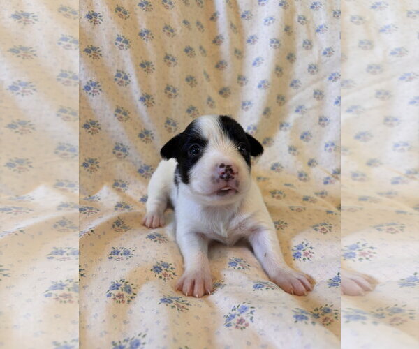 Medium Photo #5 Mutt Puppy For Sale in Pacolet, SC, USA