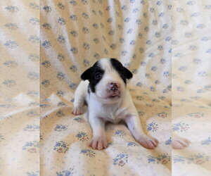 Jasmine Jul 26 - An Annie Pup - Female Mutt Dog for Adoption - Photo #5