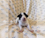 Small #4 Mutt