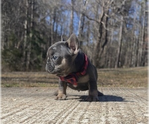 French Bulldog Puppy for sale in LOCUST GROVE, GA, USA