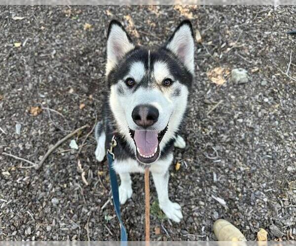 Medium Photo #3 Siberian Husky Puppy For Sale in Martinez, CA, USA