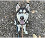 Small #2 Siberian Husky
