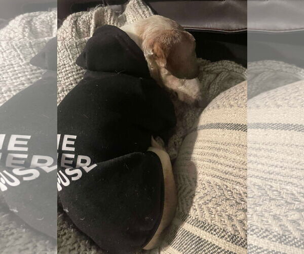 Medium Photo #4 Mutt Puppy For Sale in Gulfport, MI, USA