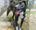 Small #10 American Pit Bull Terrier-Chow Chow Mix