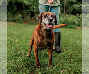 Labrador Retriever-Mountain Cur Mix Dogs for adoption in Sparta, TN, USA